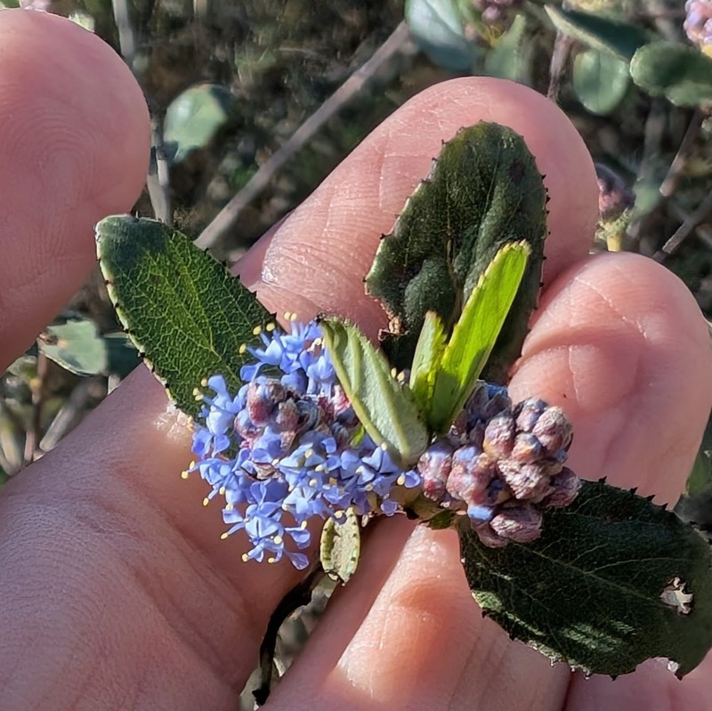 Ceanothus tomentosus var. olivaceus photo 4