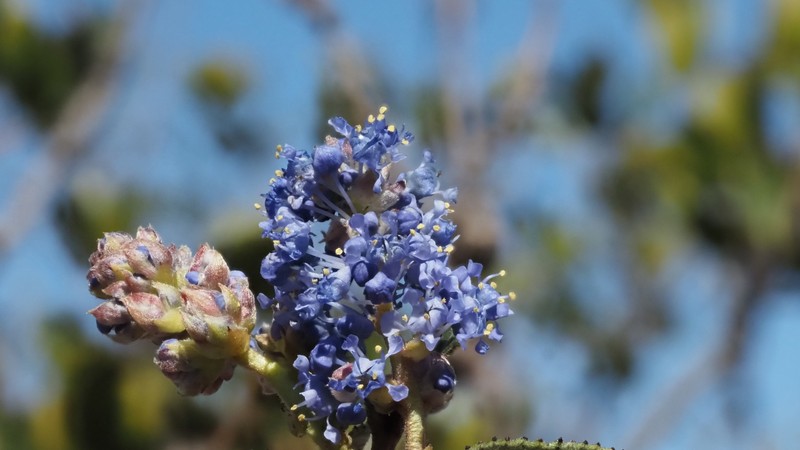 Ceanothus tomentosus var. olivaceus photo 5