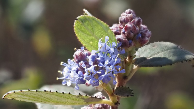 Ceanothus tomentosus var. olivaceus photo 6