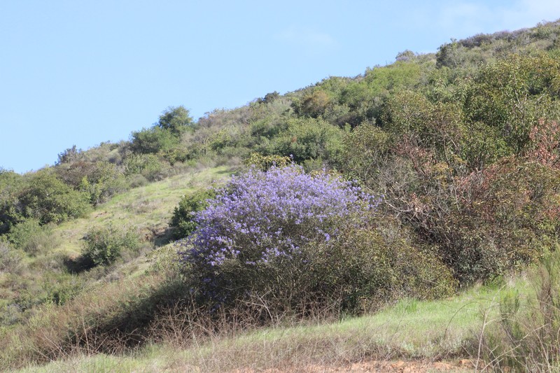 Ceanothus tomentosus var. olivaceus photo 7