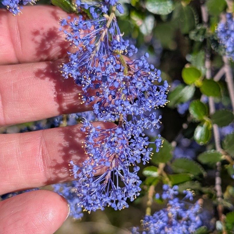 Ceanothus tomentosus var. olivaceus photo 8