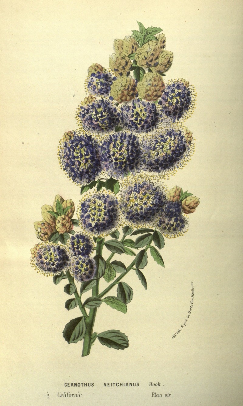 Ceanothus