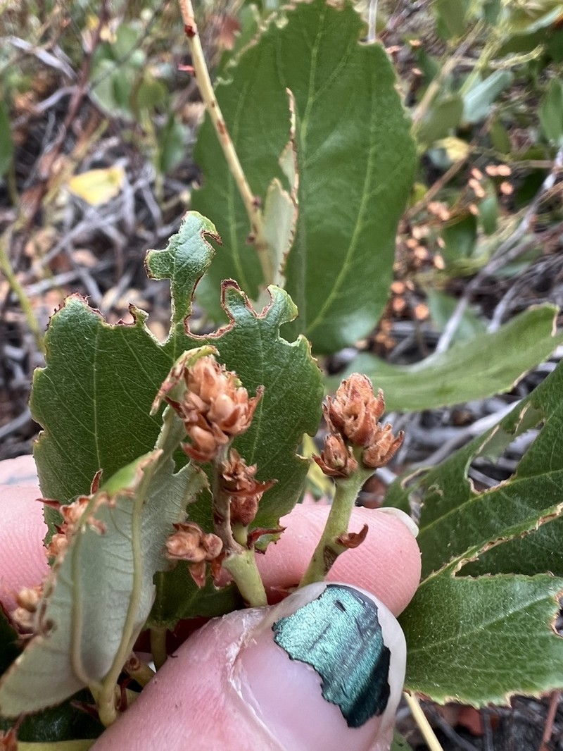 Snowbrush Ceanothus