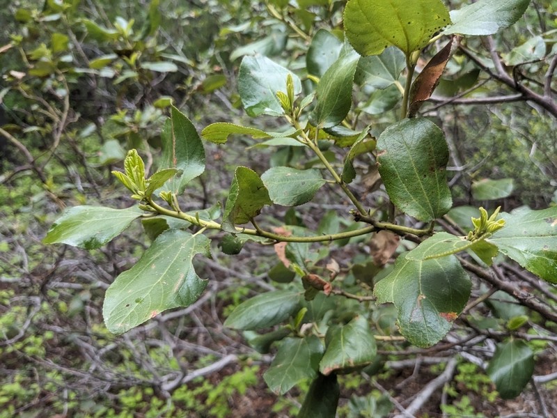 Snowbrush Ceanothus photo 2