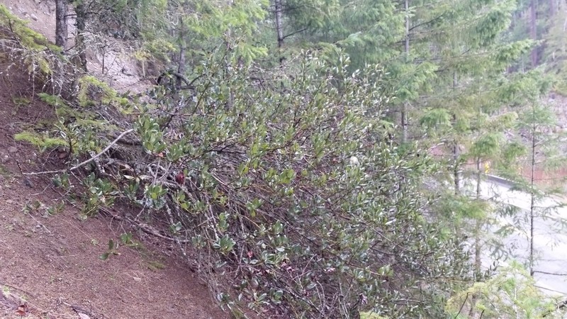 Snowbrush Ceanothus photo 3