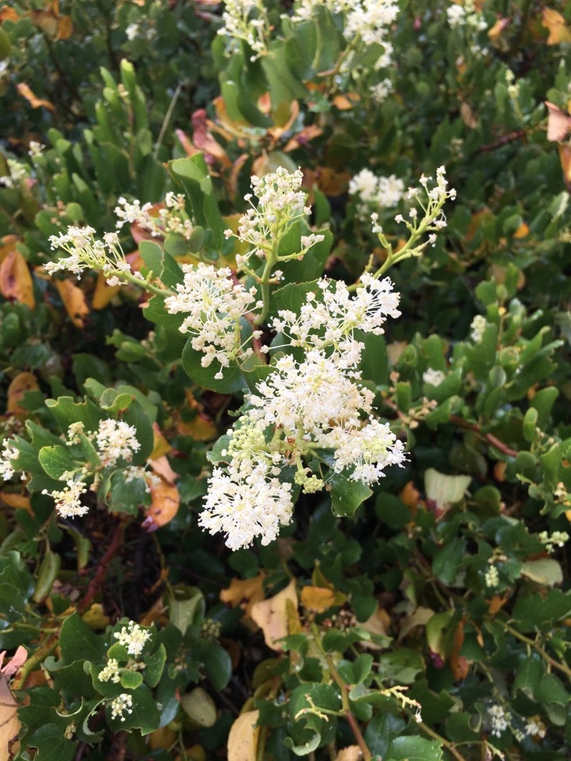 Snowbrush Ceanothus photo 4