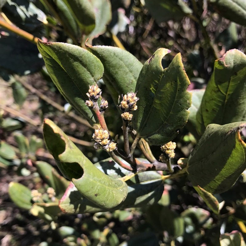 Snowbrush Ceanothus photo 5