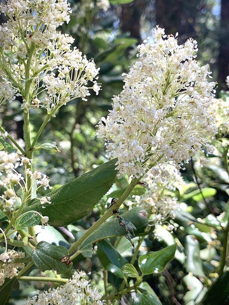 Snowbrush Ceanothus photo 6