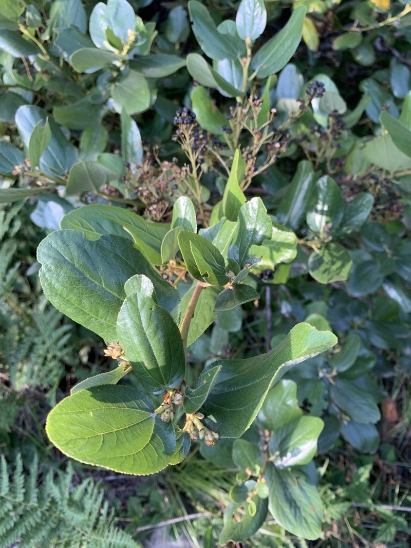 Snowbrush Ceanothus photo 7