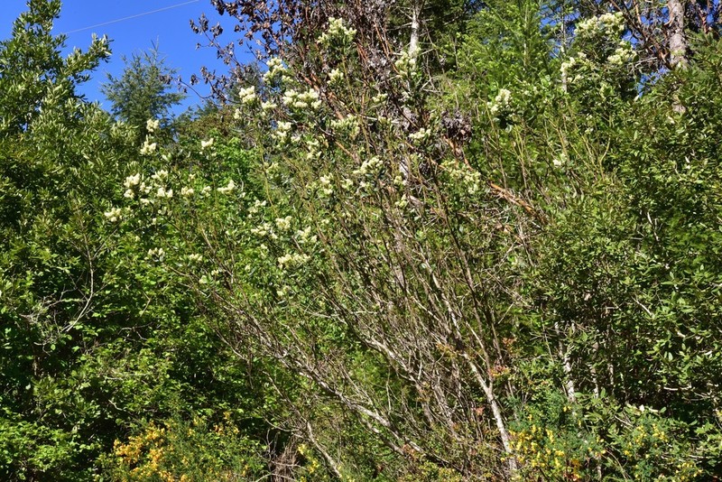 Snowbrush Ceanothus photo 8