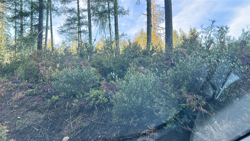 Ceanothus velutinus var. laevigatus