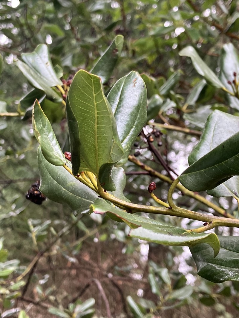 Ceanothus velutinus var. laevigatus photo 2
