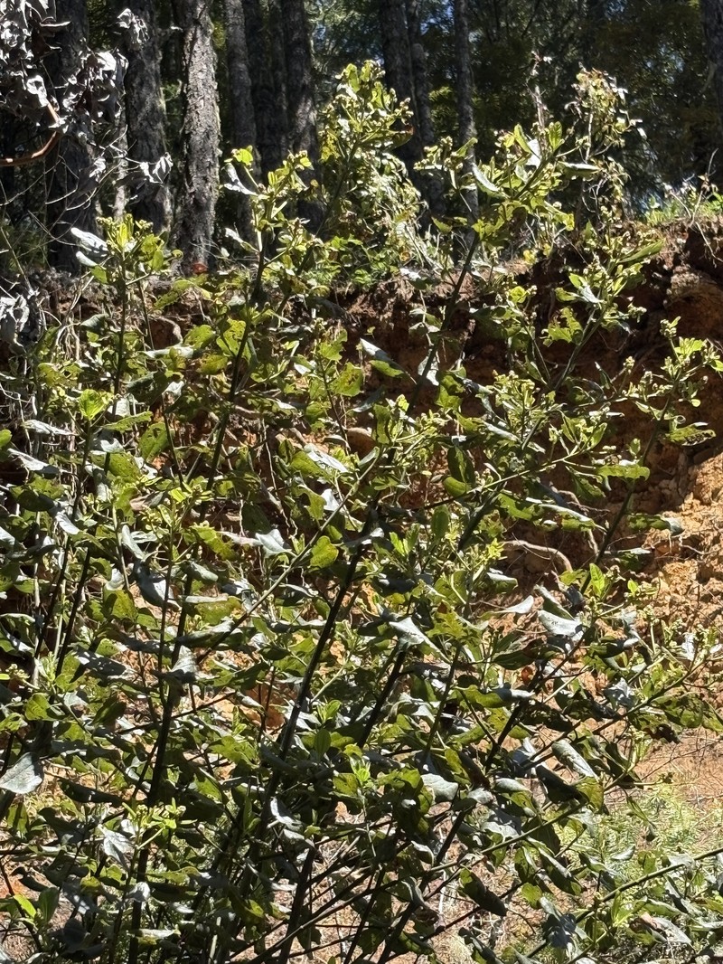 Ceanothus velutinus var. laevigatus photo 3