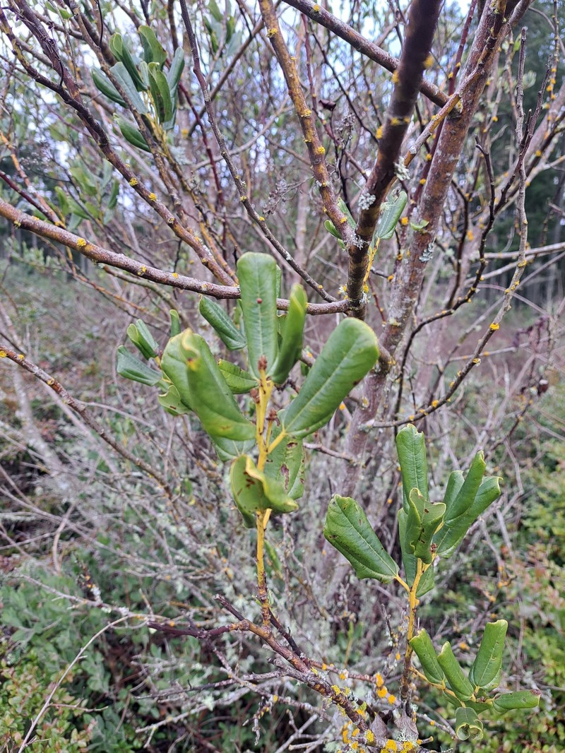 Ceanothus velutinus var. laevigatus photo 4