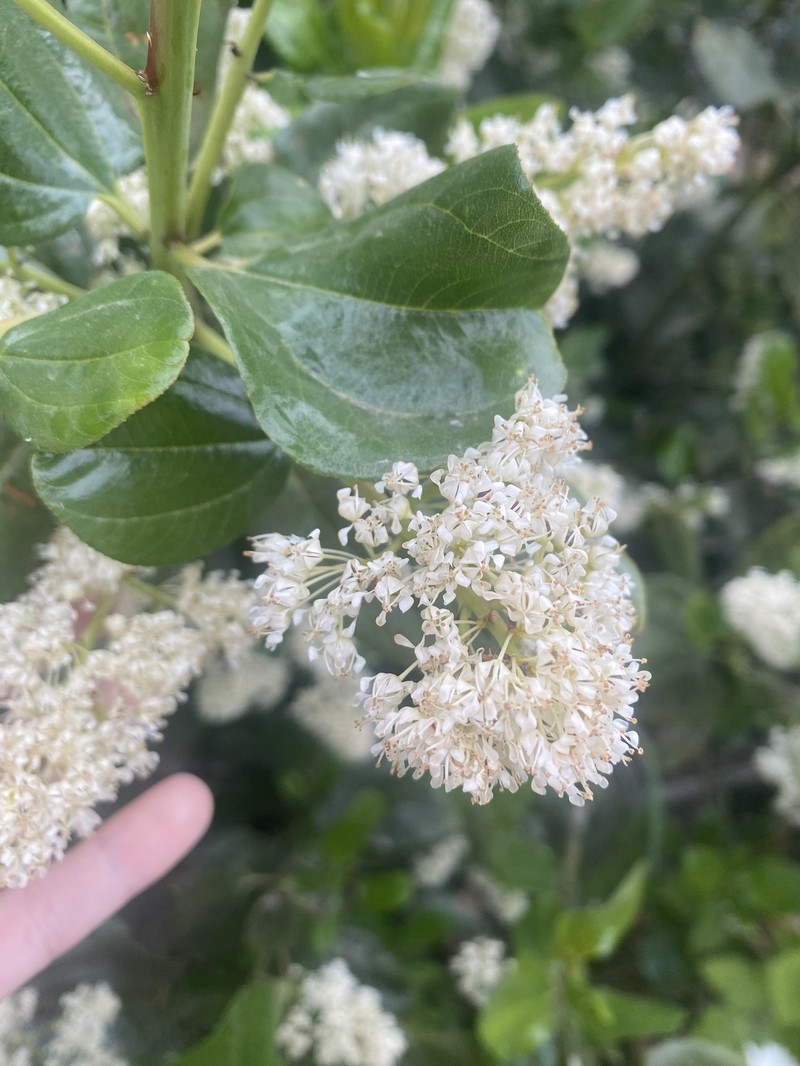 Ceanothus velutinus var. laevigatus photo 5
