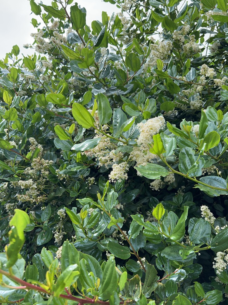 Ceanothus velutinus var. laevigatus photo 6