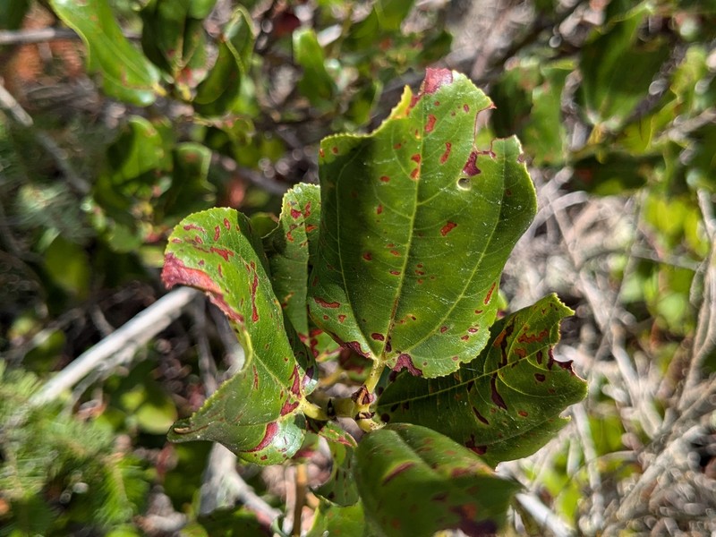 Ceanothus velutinus var. laevigatus photo 8
