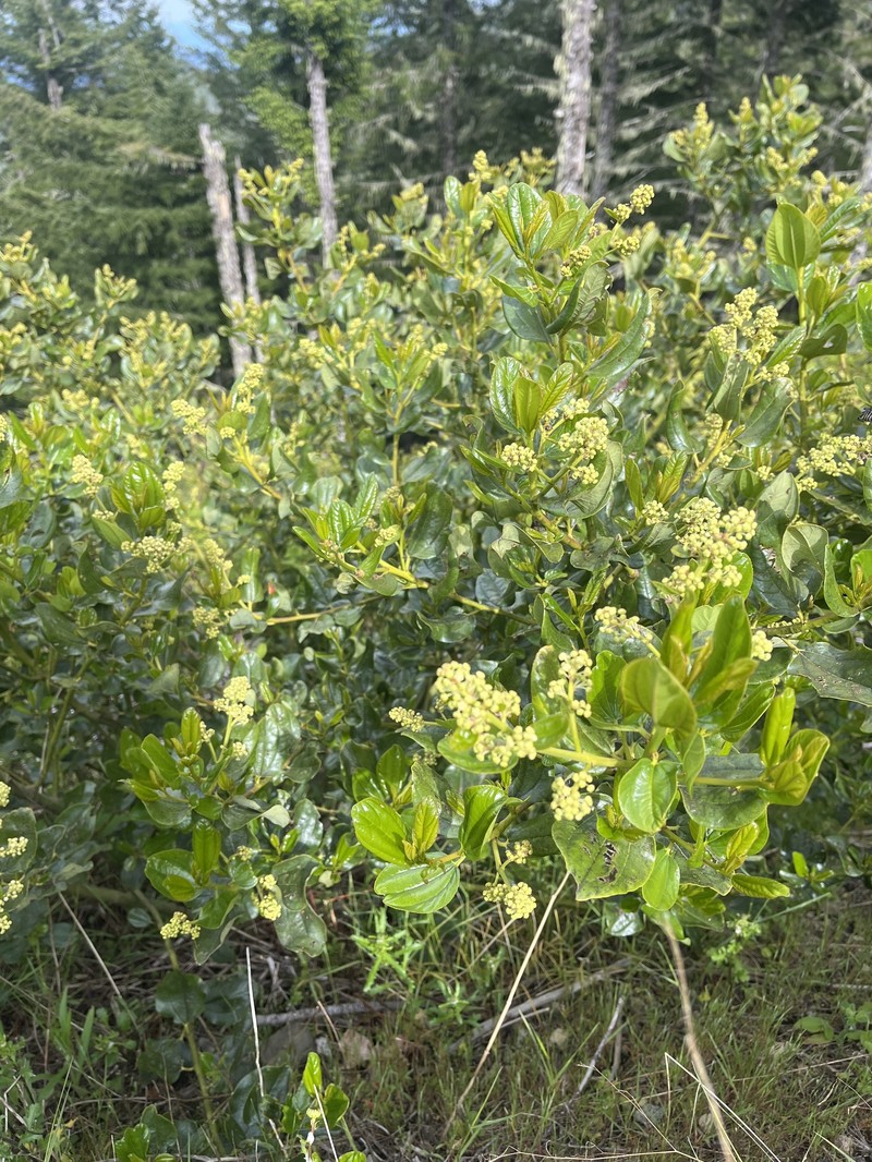 Ceanothus velutinus var. velutinus