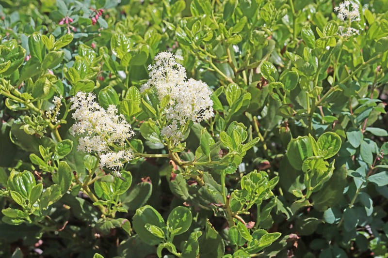 Ceanothus velutinus var. velutinus photo 2