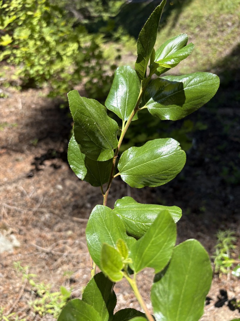Ceanothus velutinus var. velutinus photo 4