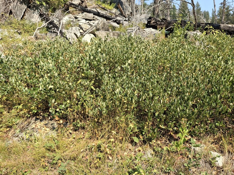 Ceanothus velutinus var. velutinus photo 5