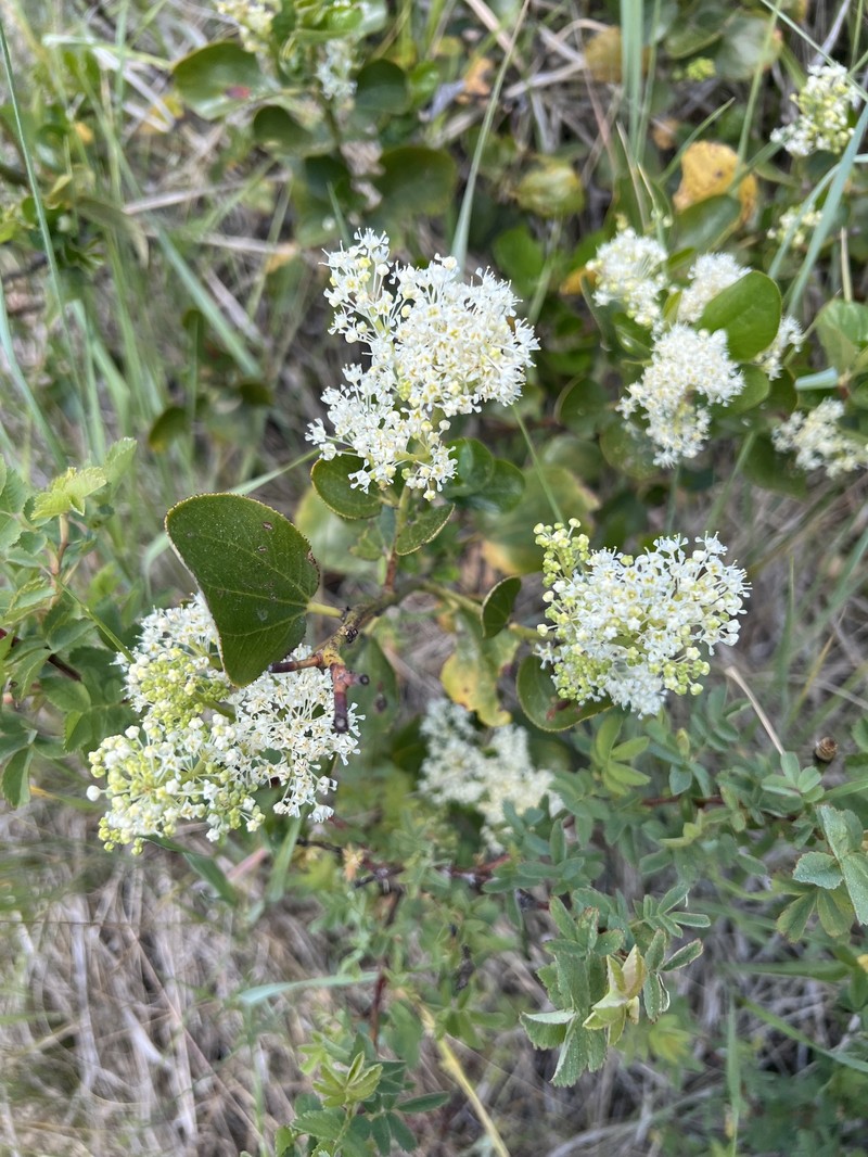 Ceanothus velutinus var. velutinus photo 6
