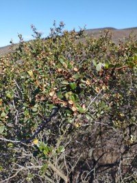 Barranca Brush