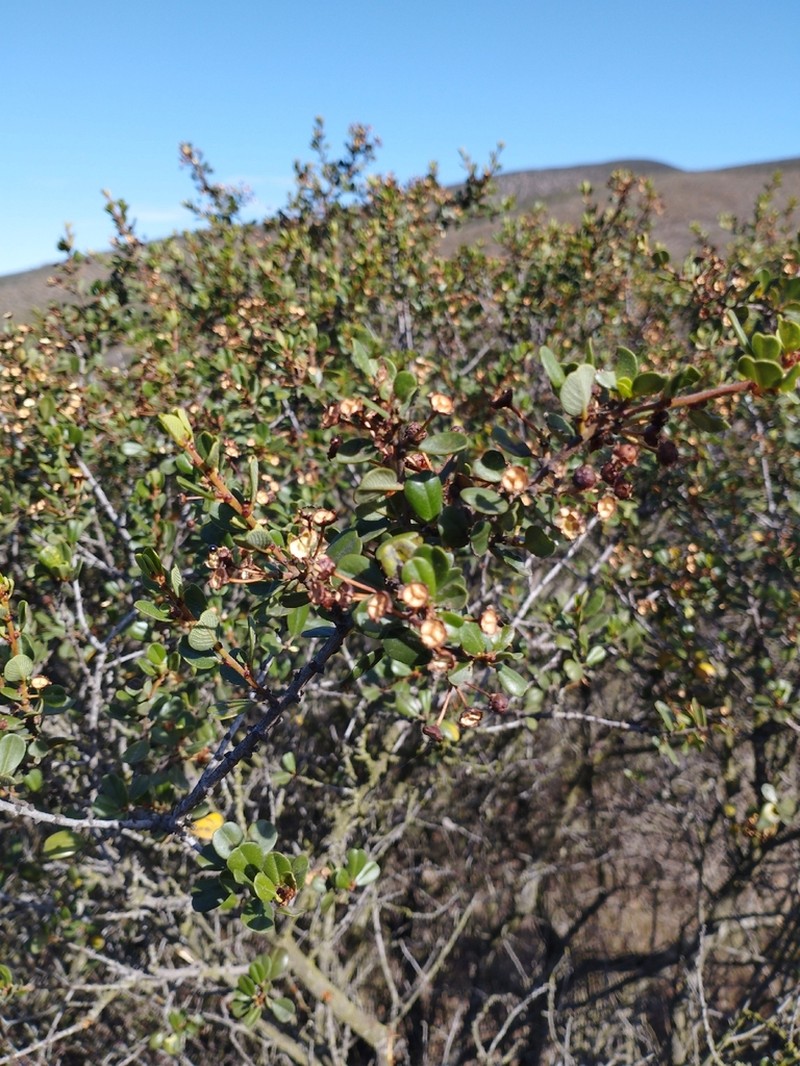 Barranca Brush