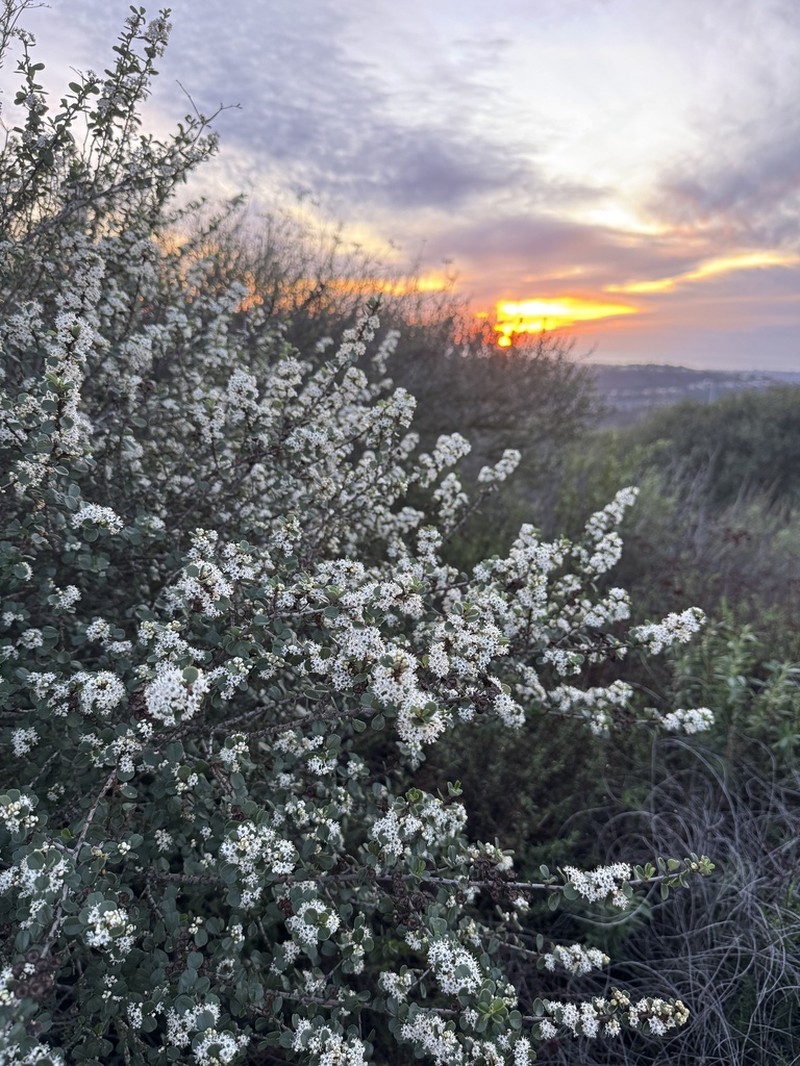Barranca Brush photo 2