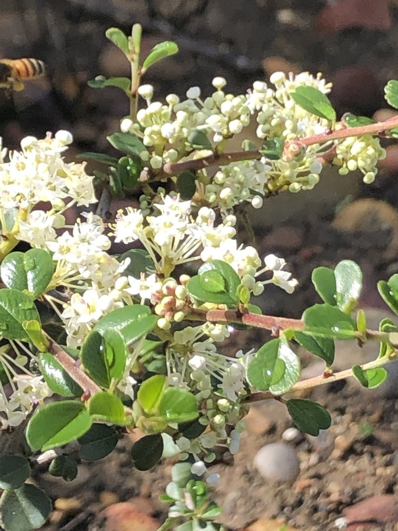 Barranca Brush photo 3