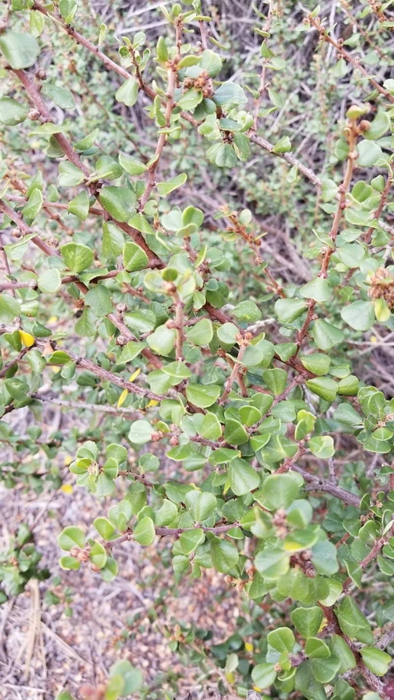 Barranca Brush photo 8