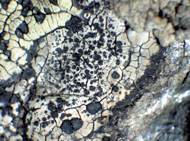 Cecidonia Lichen