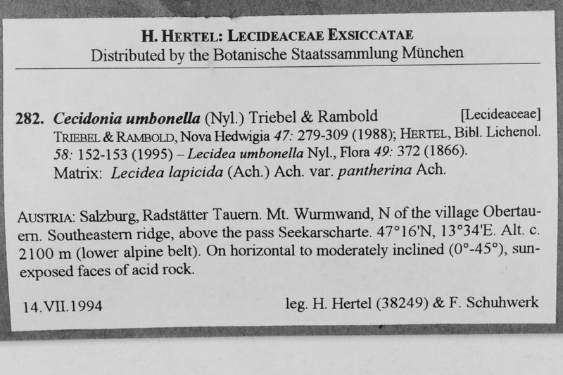Cecidonia Lichen photo 2