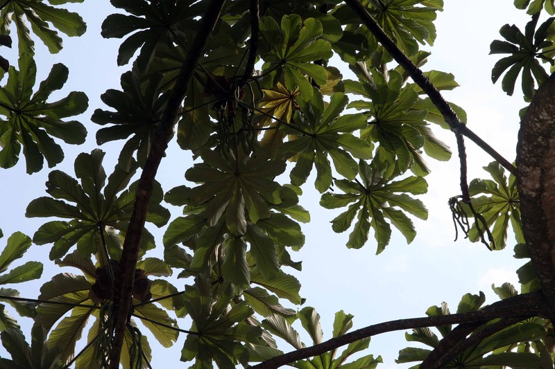 Trumpet Tree photo 4