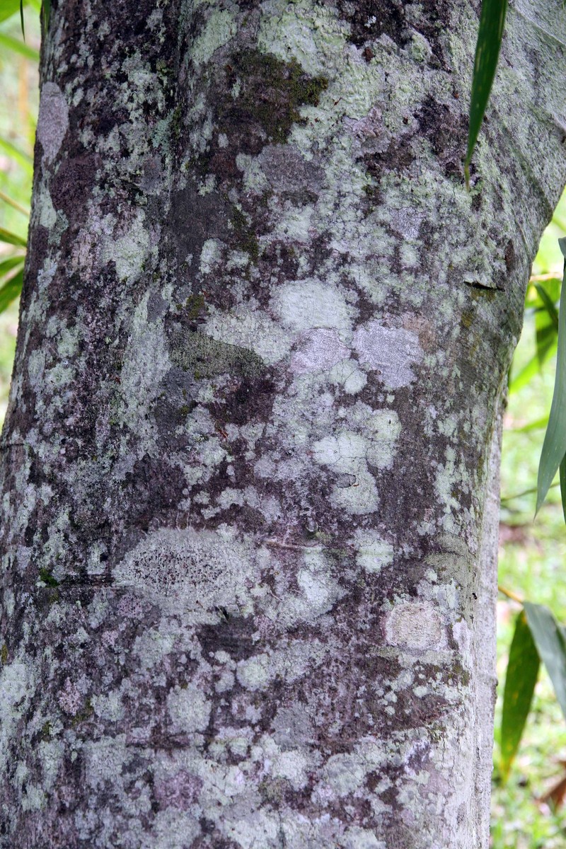 Trumpet Tree photo 2