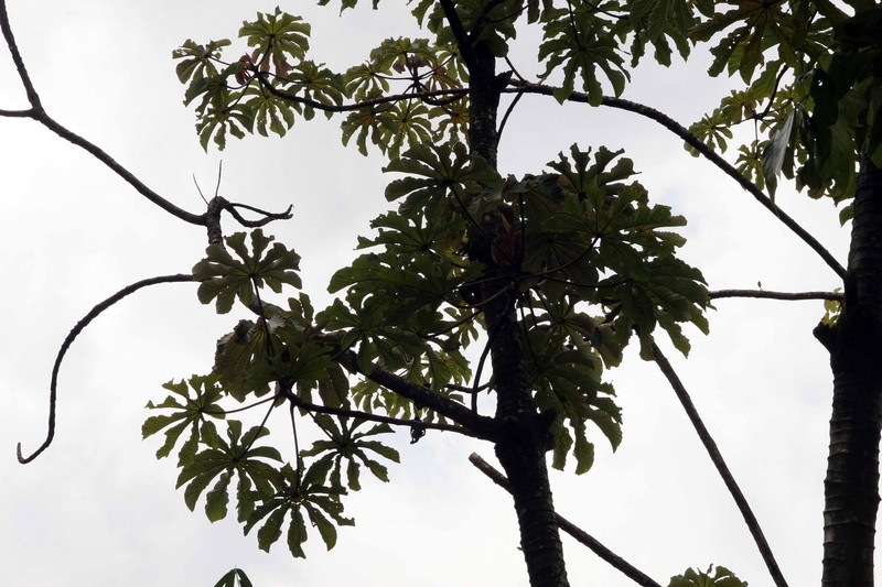 Trumpet Tree photo 3