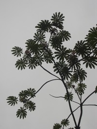 Trumpet Tree