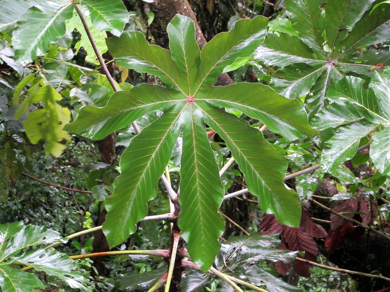 Trumpet Tree photo 5