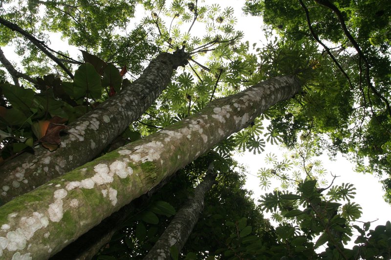 Trumpet Tree photo 6