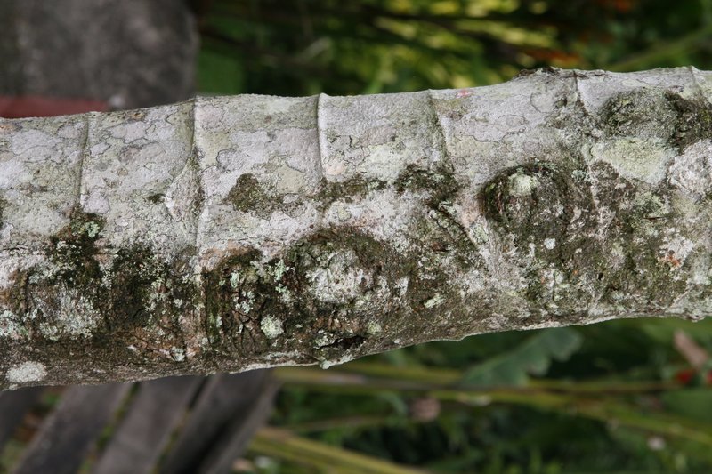 Trumpet Tree photo 7