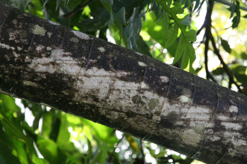 Trumpet Tree photo 8