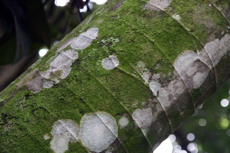 Trumpet Tree photo 9