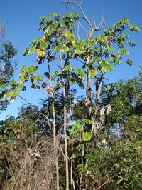 Ambay Pumpwood