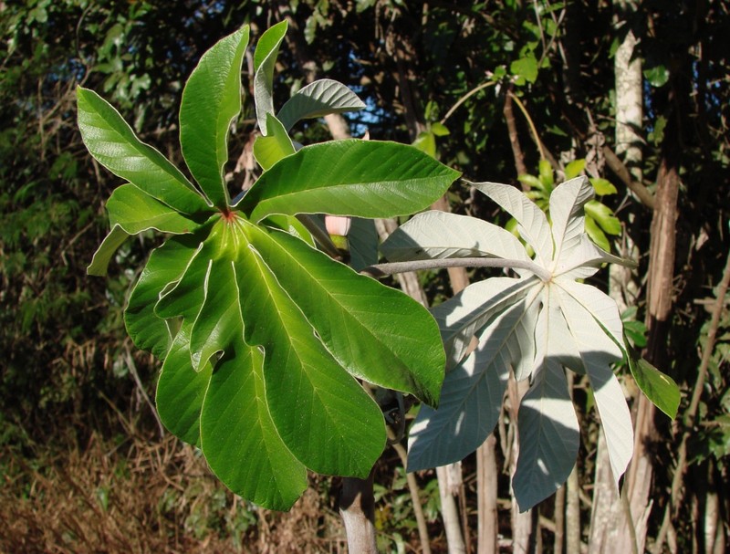 Ambay Pumpwood photo 2