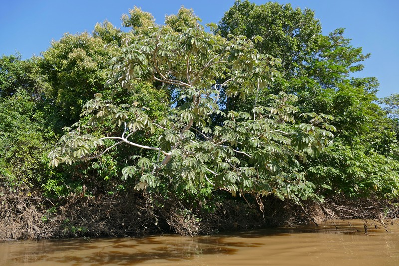 Ambay Pumpwood photo 4