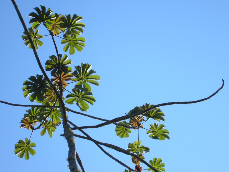 Ambay Pumpwood photo 5