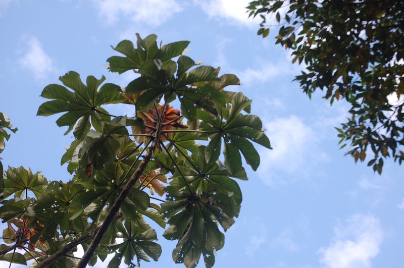 Ambay Pumpwood photo 6