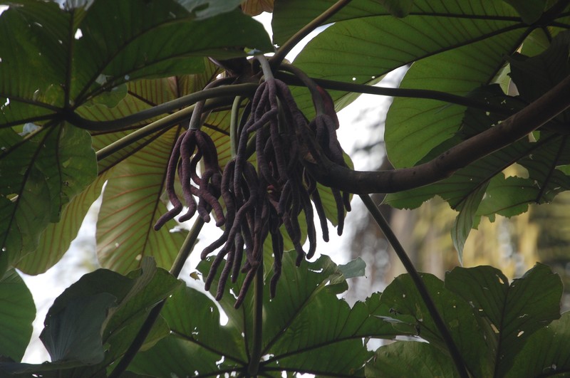 Ambay Pumpwood photo 7