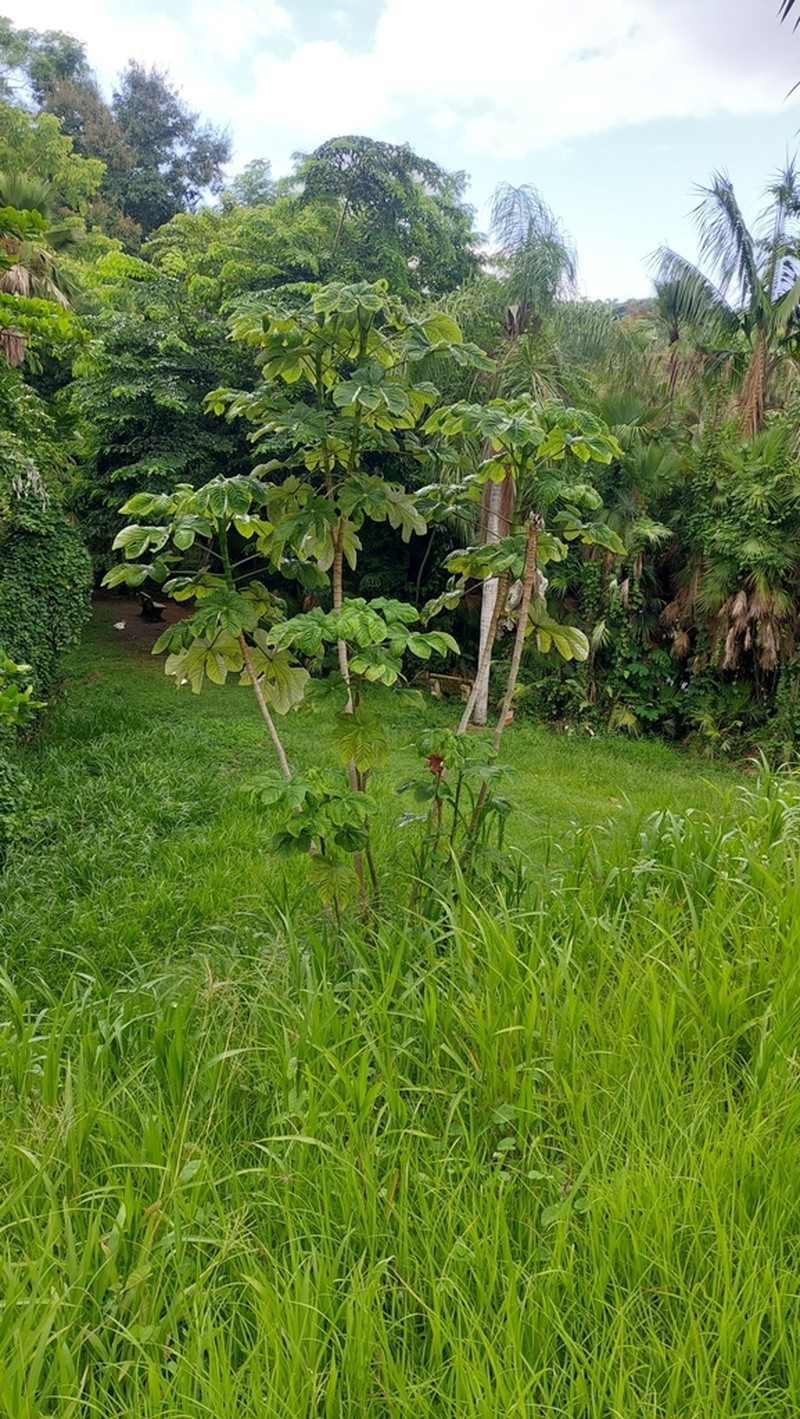 Pumpwood photo 4