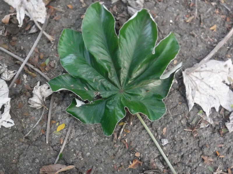 Pumpwood photo 7